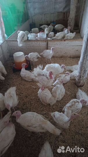 Индюшата биг 6