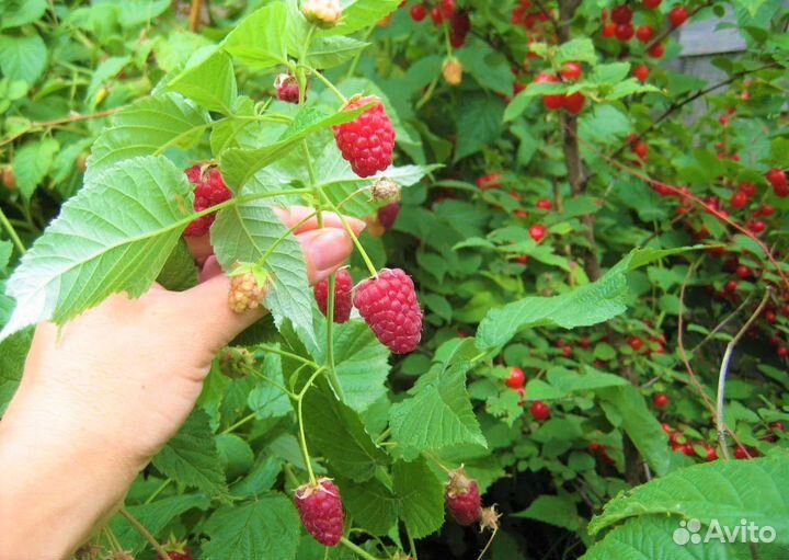 Саженцы малины Опт