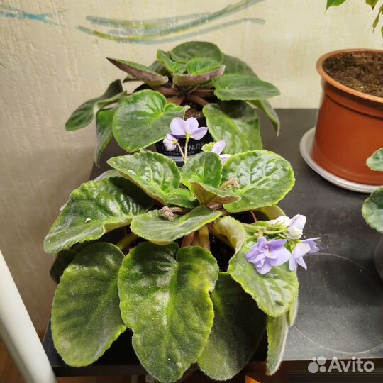 Фиалка Сенполия