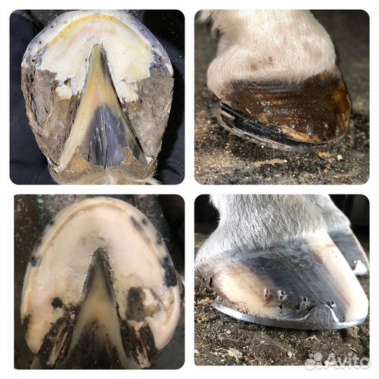 Профессиональная расчистка и ковка лошадей