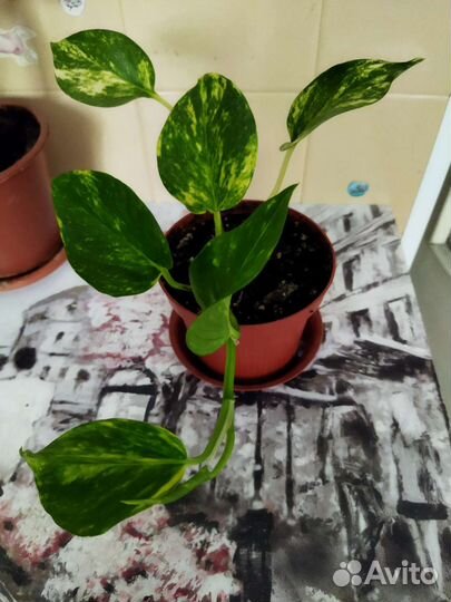 Кротон,фикус,драцена,дримиопсис,лиана