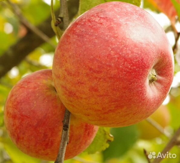 Саженцы яблони Мельба(возможен опт)