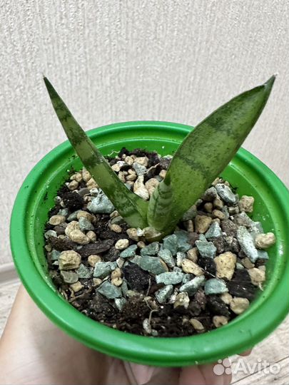 Сансевиерия Tiara platinum