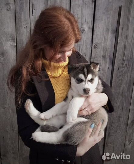 Передержка домашних животных