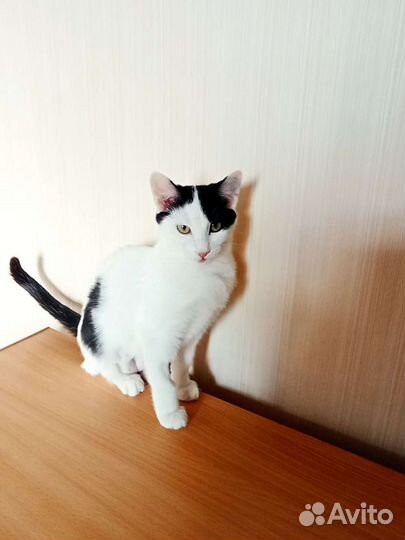 2девочки в добрые руки