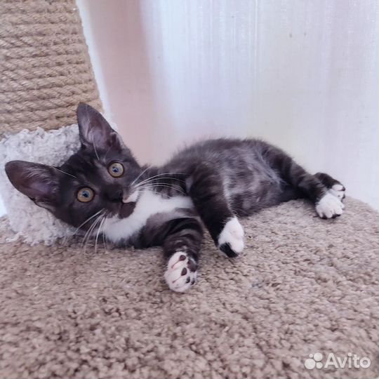 Кошечка Лова