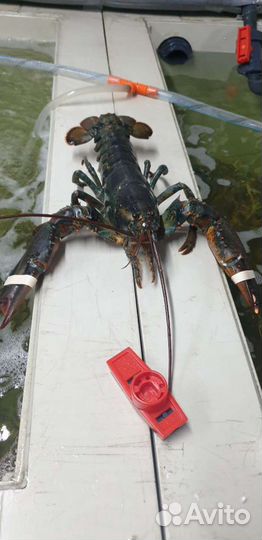 Продажа бизнеса / аренда / партнерство