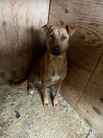 Пёс станет преданным другом