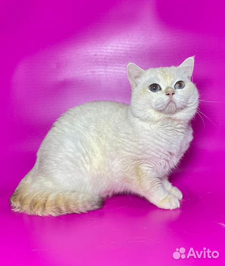 Британский кот на вязку