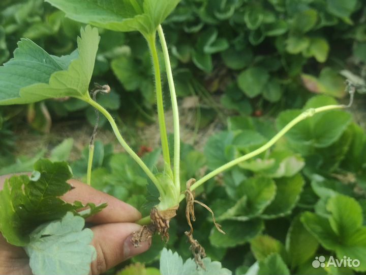 Рассада клубники квики