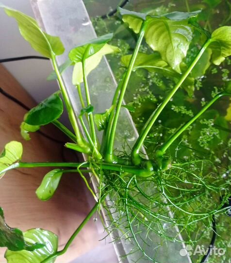 Аквариумные растения, самцы молинезий