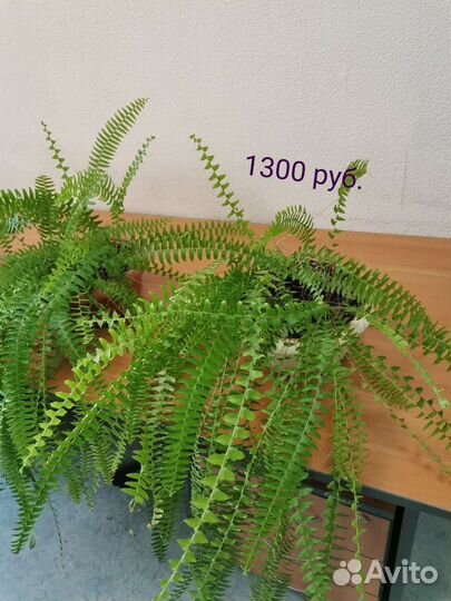 Папоротник