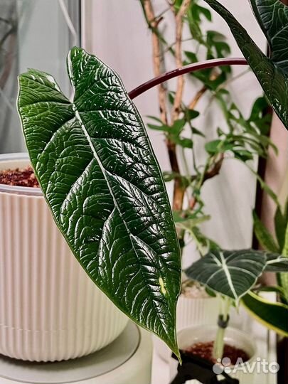 Клубень Алоказии Скальпрум