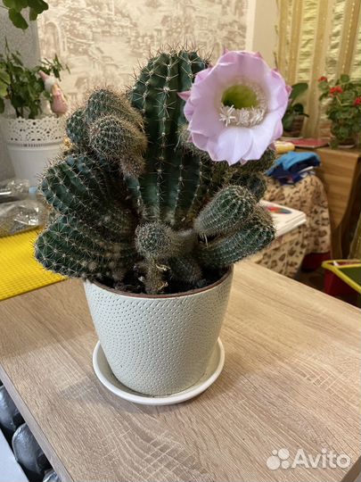 Кактус цветущий