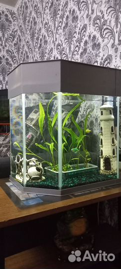 Аквариум