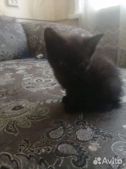 Котенок ищет дом