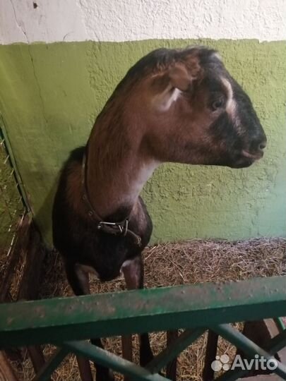 Домашние животные