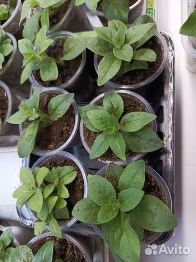 Петуния Шок Вэйв Пинк шейдес