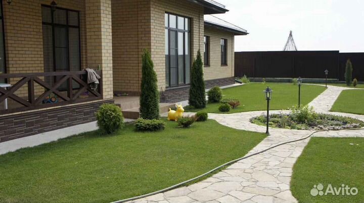 Рулонный газон мятлик