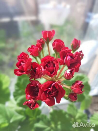 Пеларгония герань