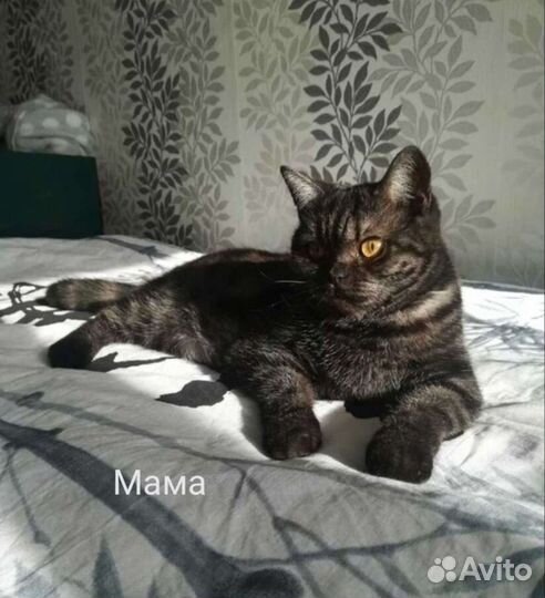 Британский котик