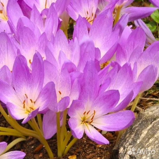 Безвременник луковицы