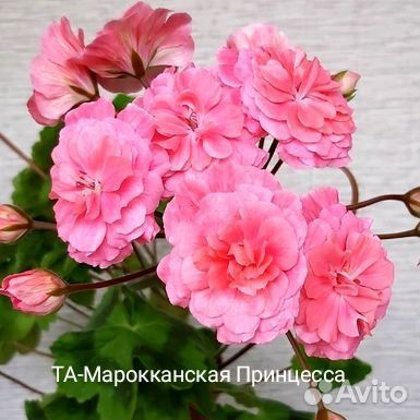 Черенки пеларгонии