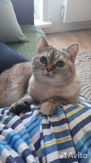 Кошка в дар