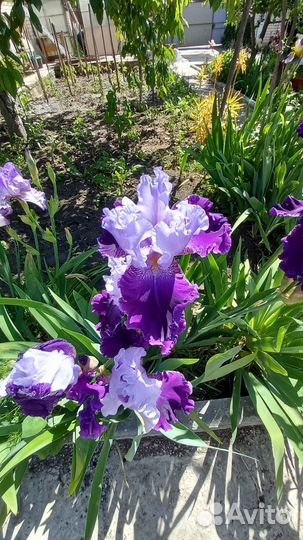 Цветы ирисы