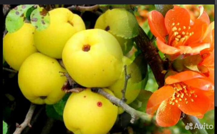 Айва хеномелес