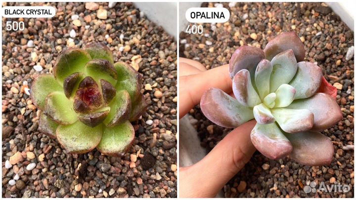 Редкие корейские суккуленты в наличии