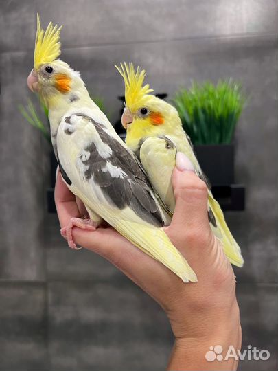 Птенцы корелла