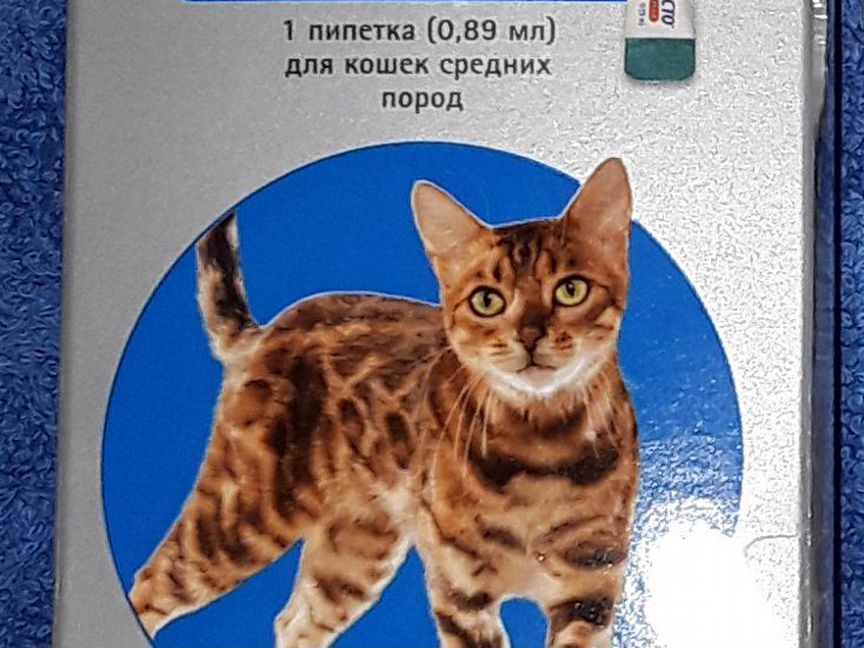 Ориентальные котята