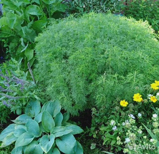 Полынь древовидная,ирис злаквид.,овсяница