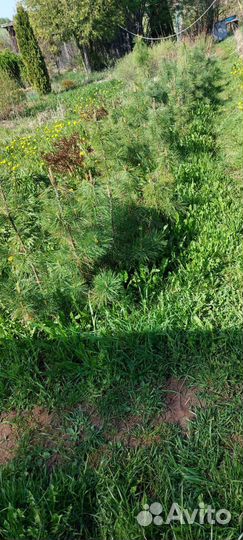 Саженцы сибирского кедра