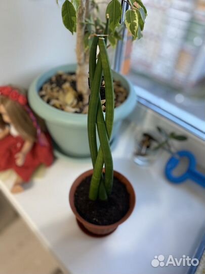 Сансевиерия цилиндрическая с горшком