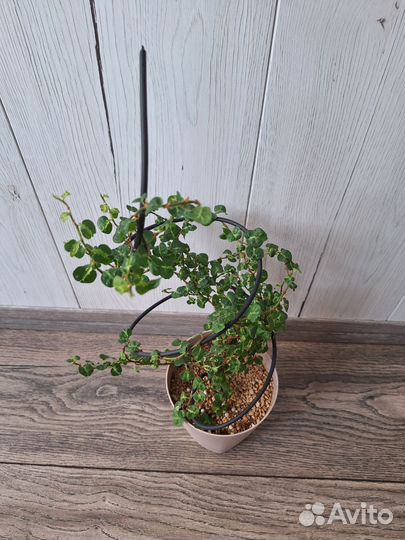 Фикус Пумила Керли