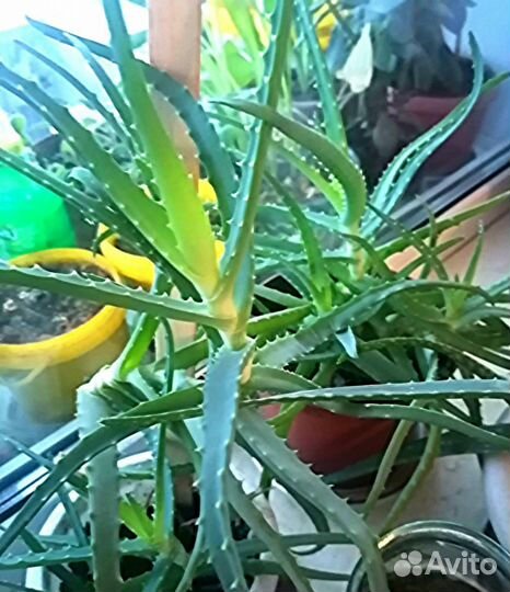 Алоэ вера столетник