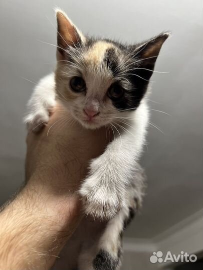 Кошка с котенком