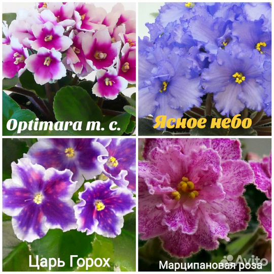 Листики сортовых фиалок #2