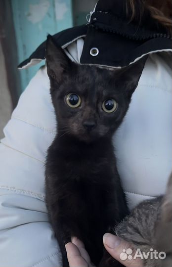 Чернышка ищет дом