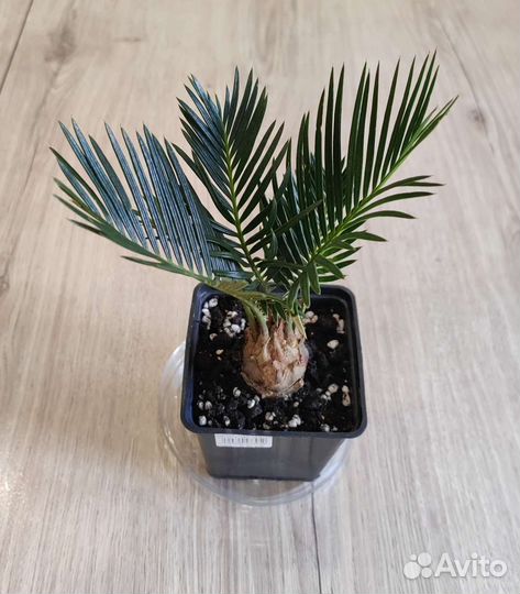 Комнатные цветы Разные Обновлен 13/10