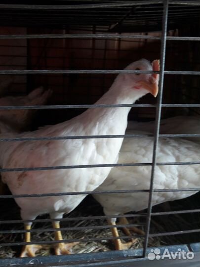 Молодки Декалб Уайт