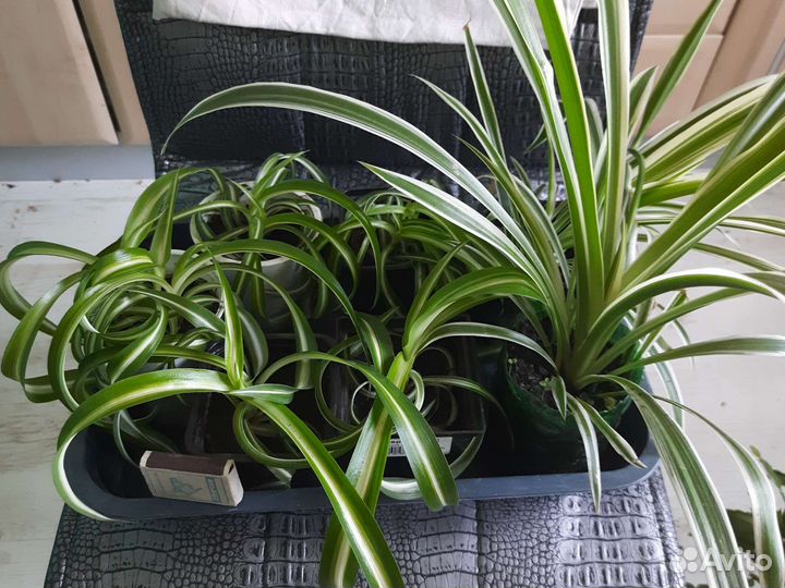 Хлорофитум кудрявый и обычный, толстянка