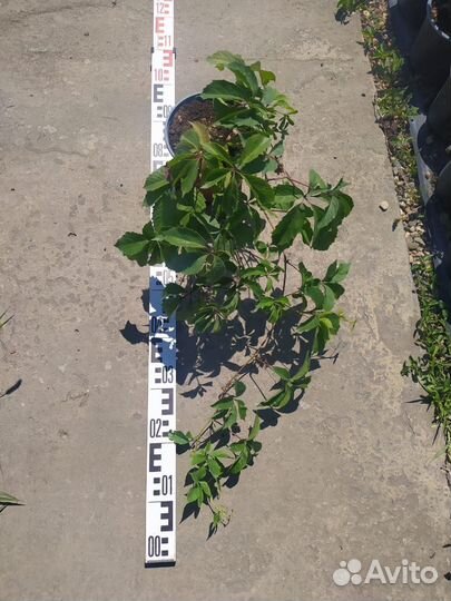 Виноград девичий пятилисточковый, С3