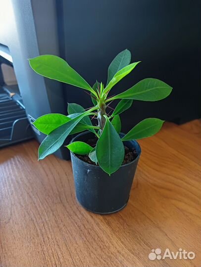 Эуфорбия Миля мелкоцветковая