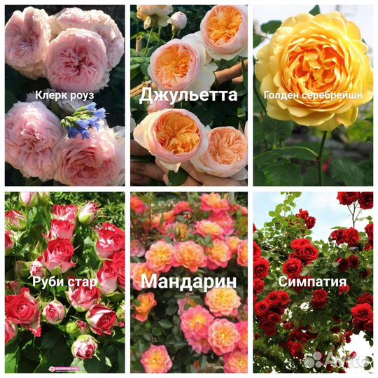 Розы в ассортименте