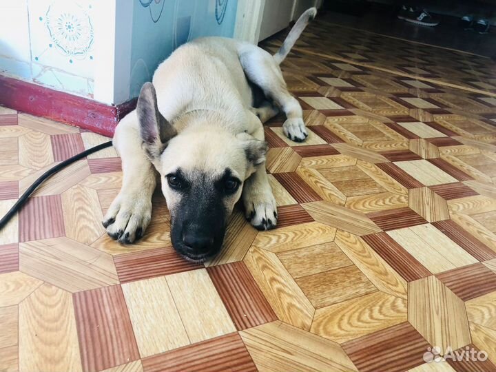 Мальчик в добрые руки