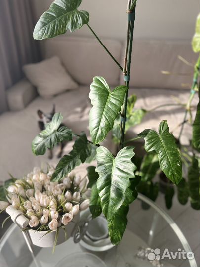 Филодендрон лайм фидл