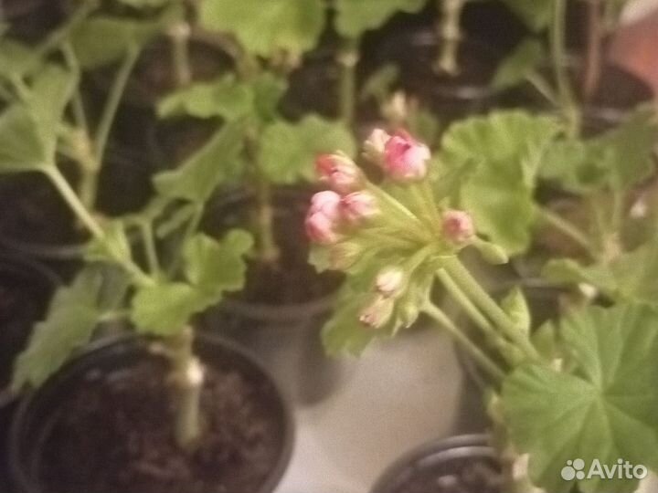 Пеларгония зональная